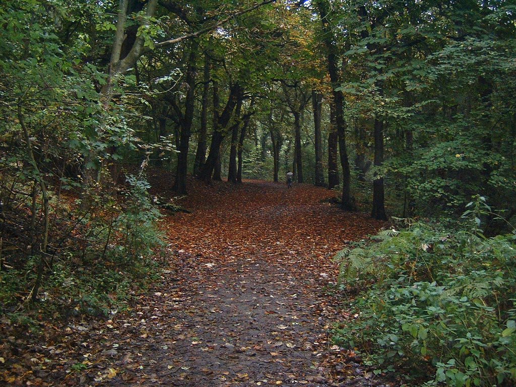 Fallen Leaves, Borsdane Wood (Oct 07)