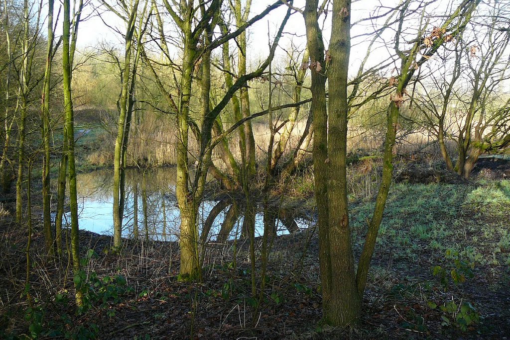 Pond