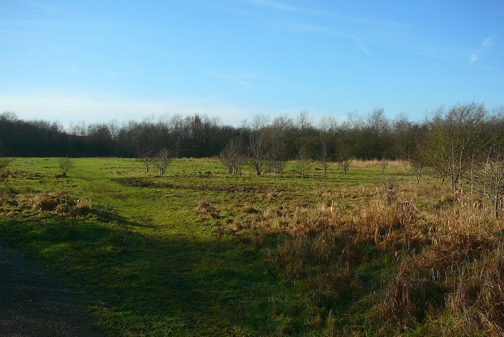 Meadow