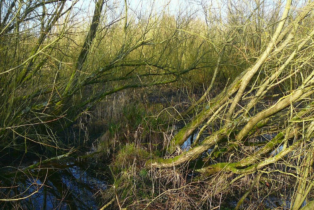 Marsh