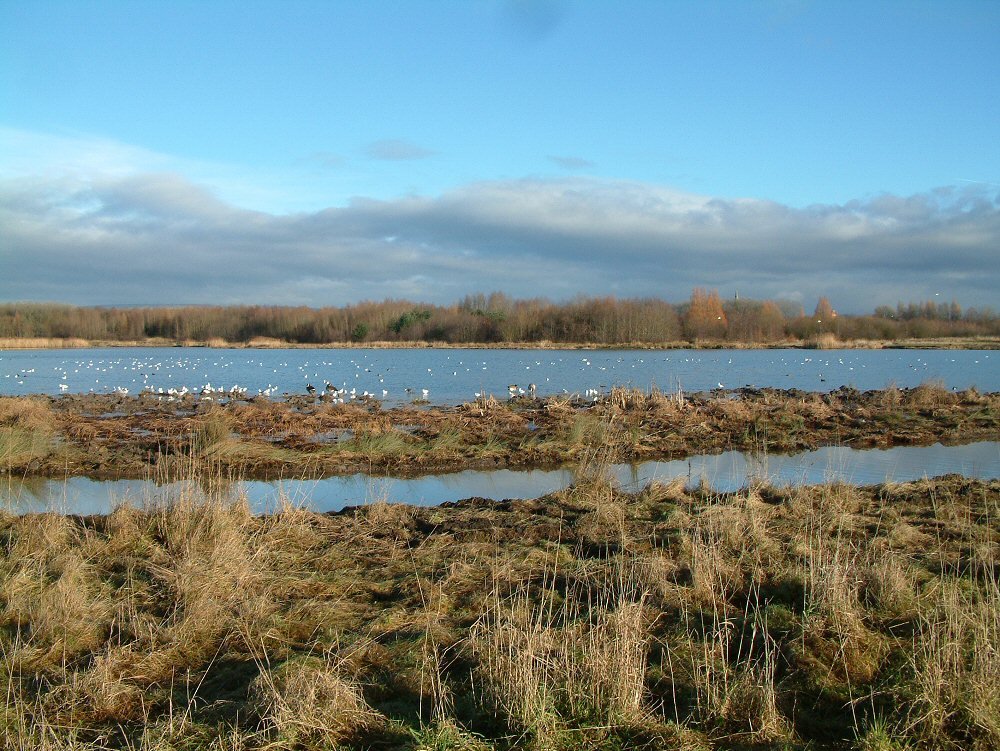Amberswood lake 2