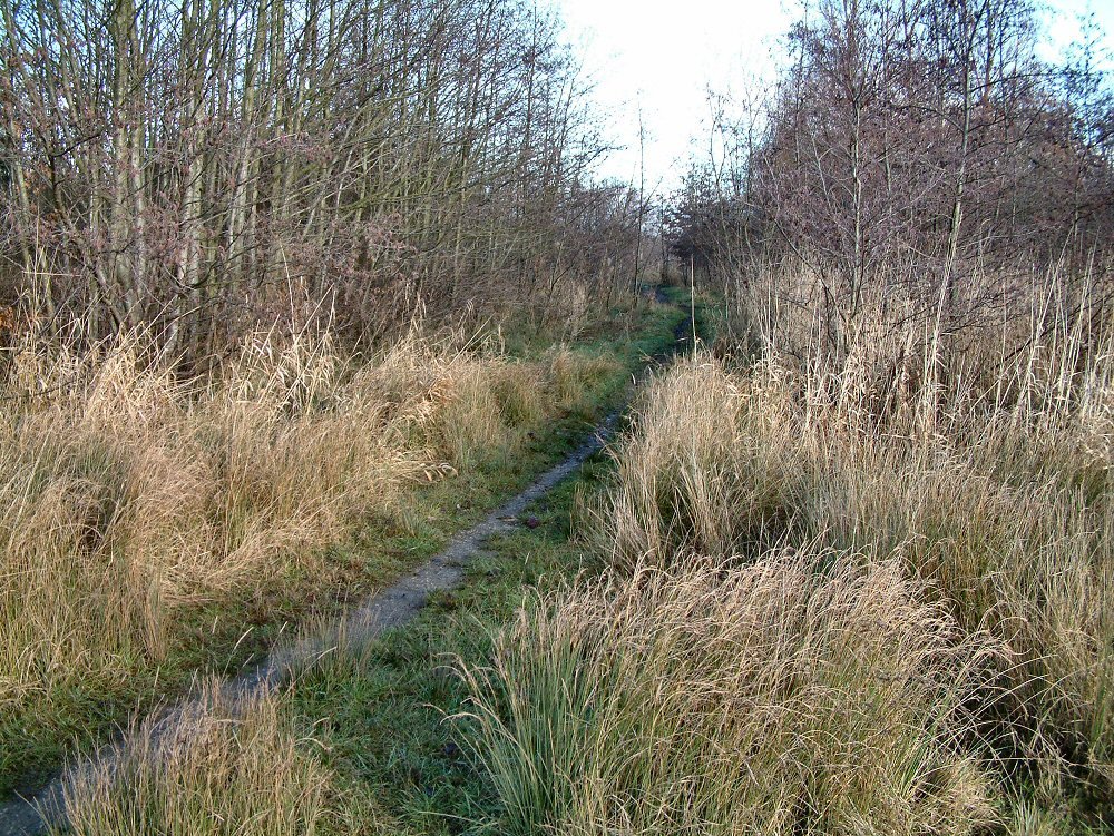 Amberswood