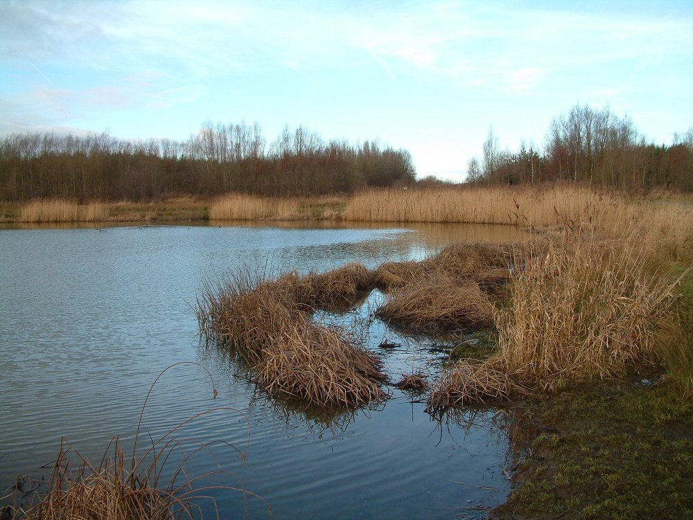 Amberswood lake 7
