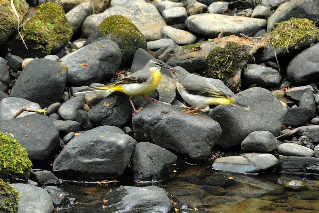 Mother and chick. Grey Wagtails