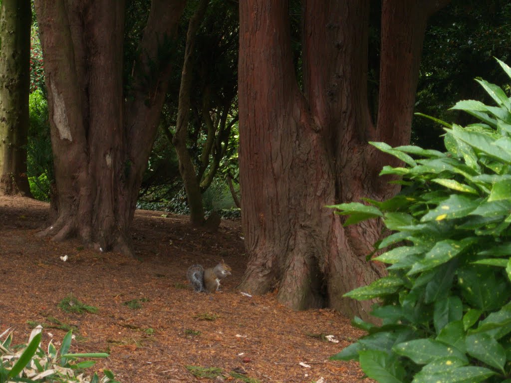 Squirrel in the Trees