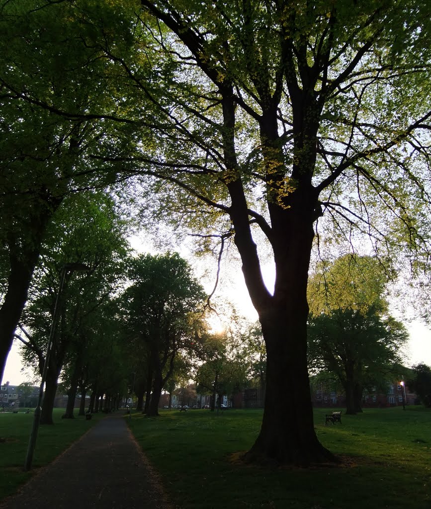 Old tree in Queens Park