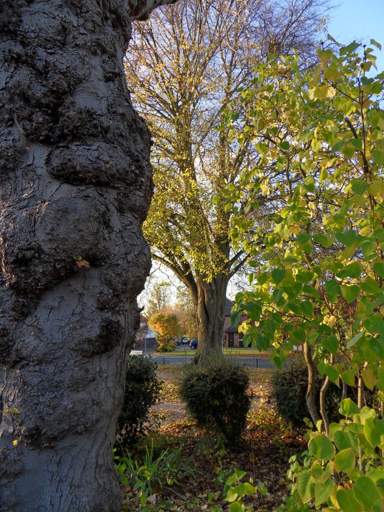 Rock park is small but full of old trees and colour.Hinckley