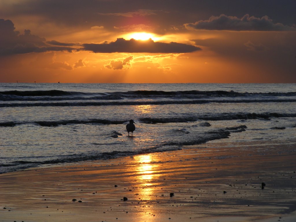 Seagull Sundown