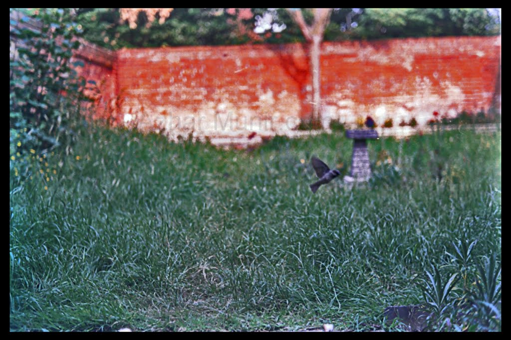 1 Titian Road Royal Azhar Gardens, 1992, Azhar Munir ازهر منير
