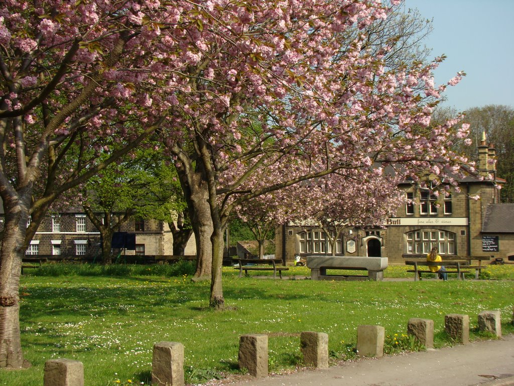 Cherry blossom in St. Marys churchyard , Ecclesfield, Sheffield S35