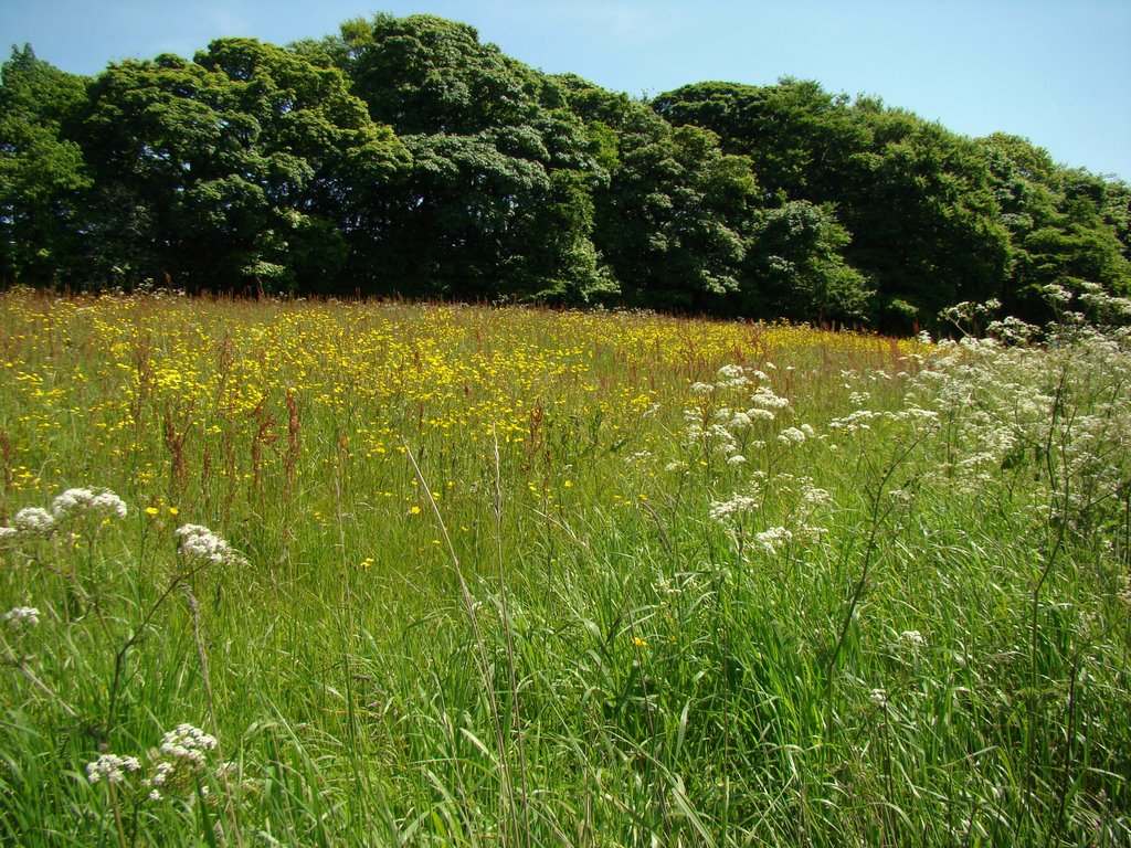 Spring flowering meadow off Penistone Road, Sheffield S35