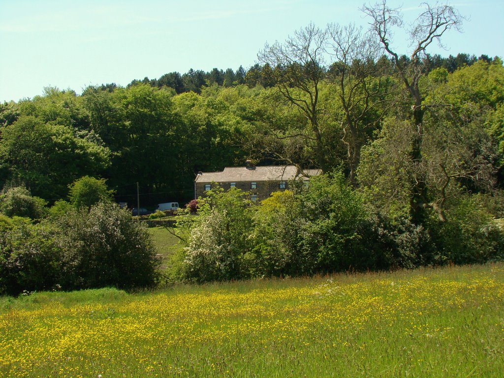 Woodseats Farm and spring flowering meadow with Greno Woods behind, Sheffield S35