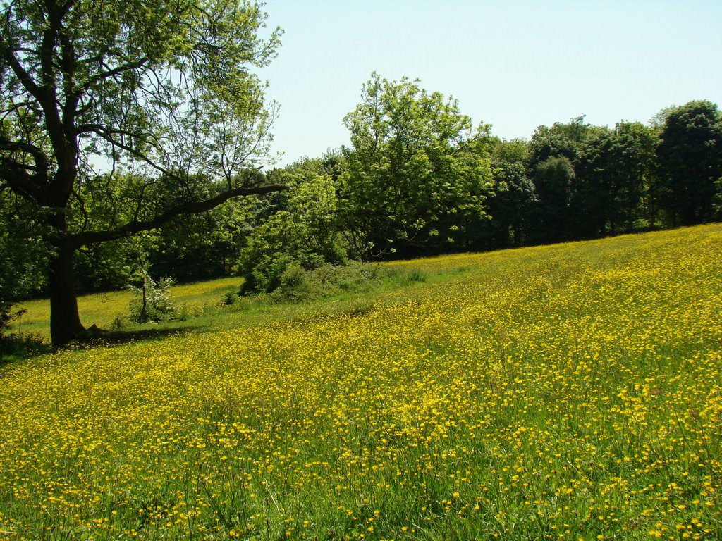 Buttercup meadow near Greno Woods, Sheffield S35