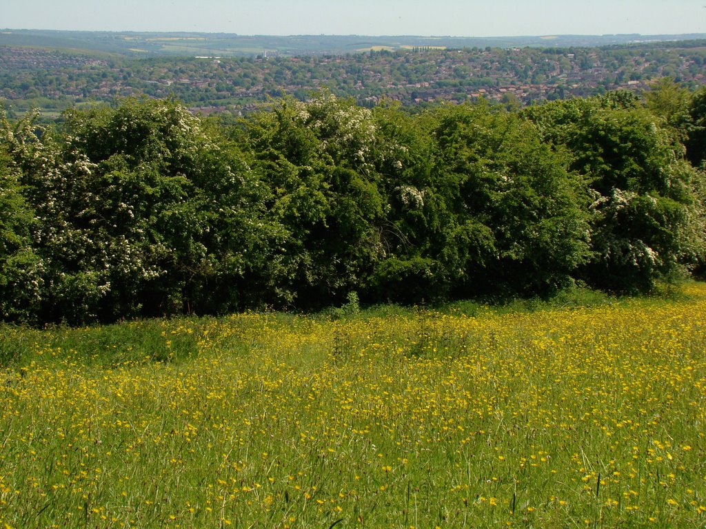 Buttercup meadow near Greno Woods with Shiregreen in the distance, Sheffield S35/S5