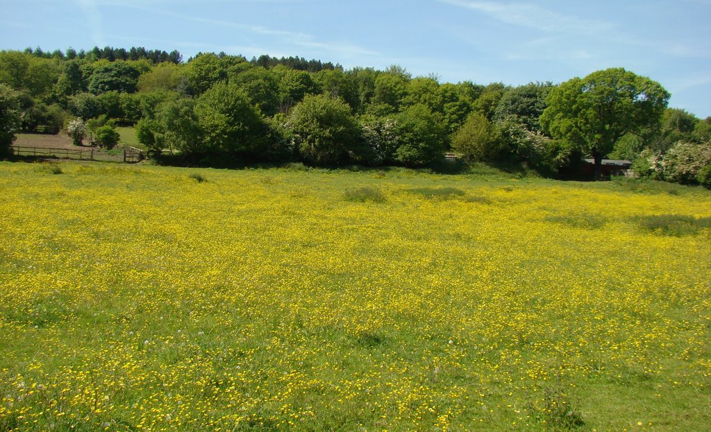 Buttercup meadow with Greno Woods behind, Sheffield S35