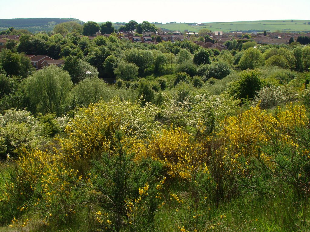 High Green in spring, Sheffield S35