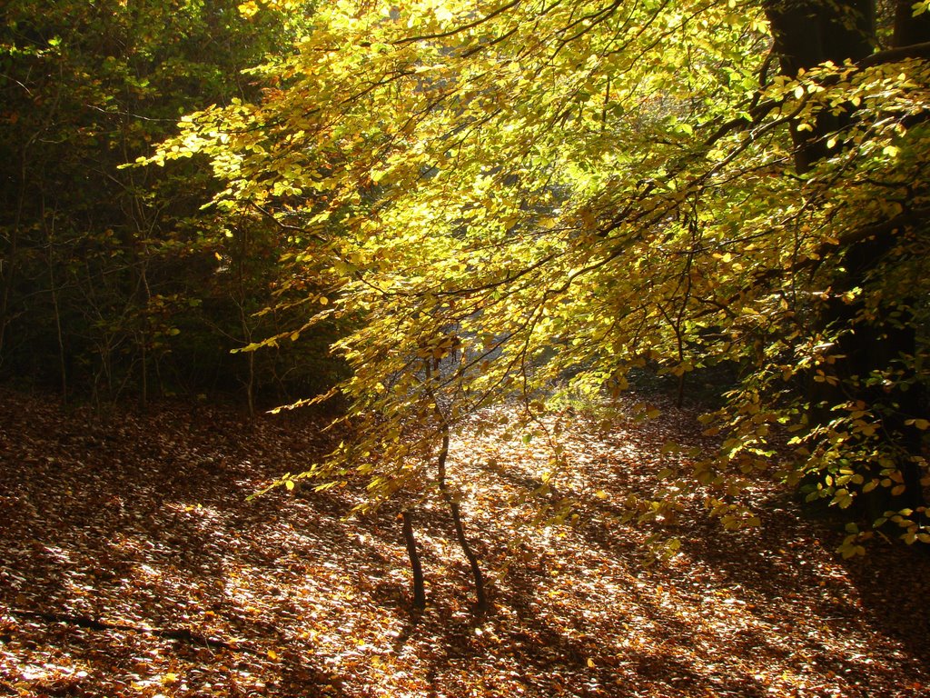 Autumn woodland, Chapeltown Park 2, Sheffield S35