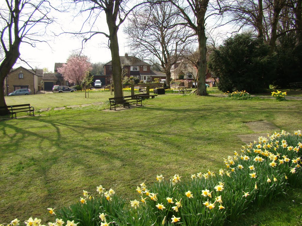 Looking over daffodils towards Priory Road houses, Ecclesfield, Sheffield S35
