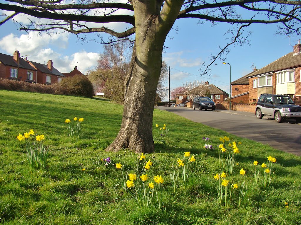 Daffodils surrounding a tree on Cumberland Crescent, Chapeltown, Sheffield S35