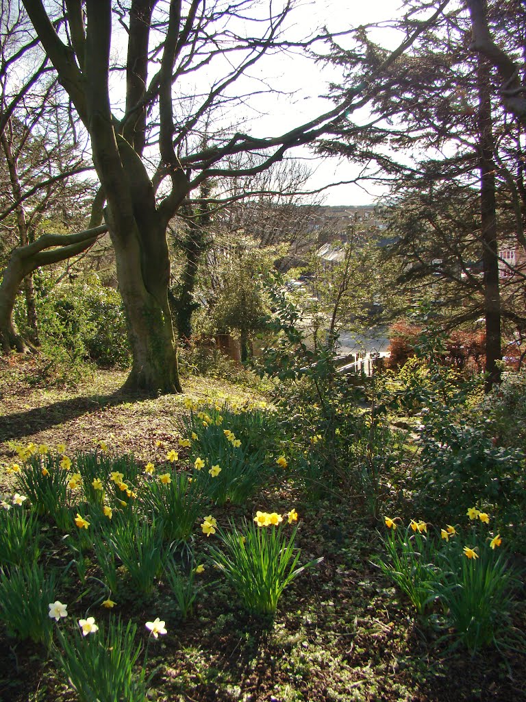 Daffodils in dappled shade, Chapeltown Park, Sheffield S35