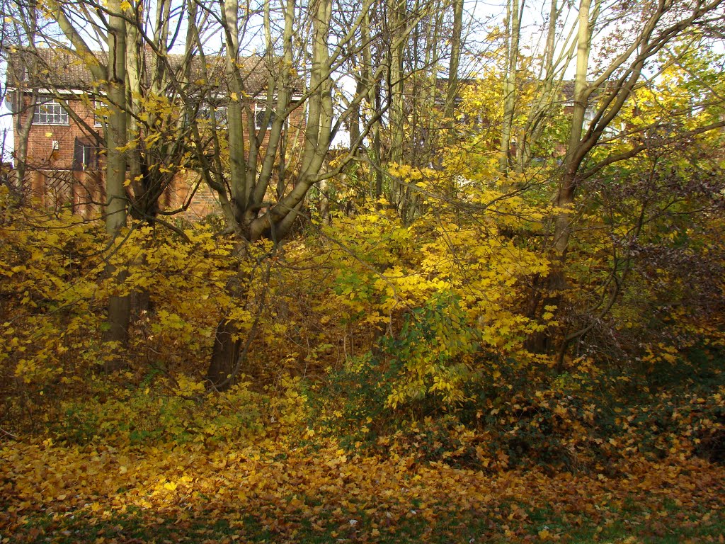 Late autumn trees screening houses at Charlton Brook, High Green, Sheffield S35