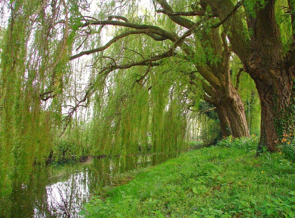 Willows on River Chelmer, Chelmsford