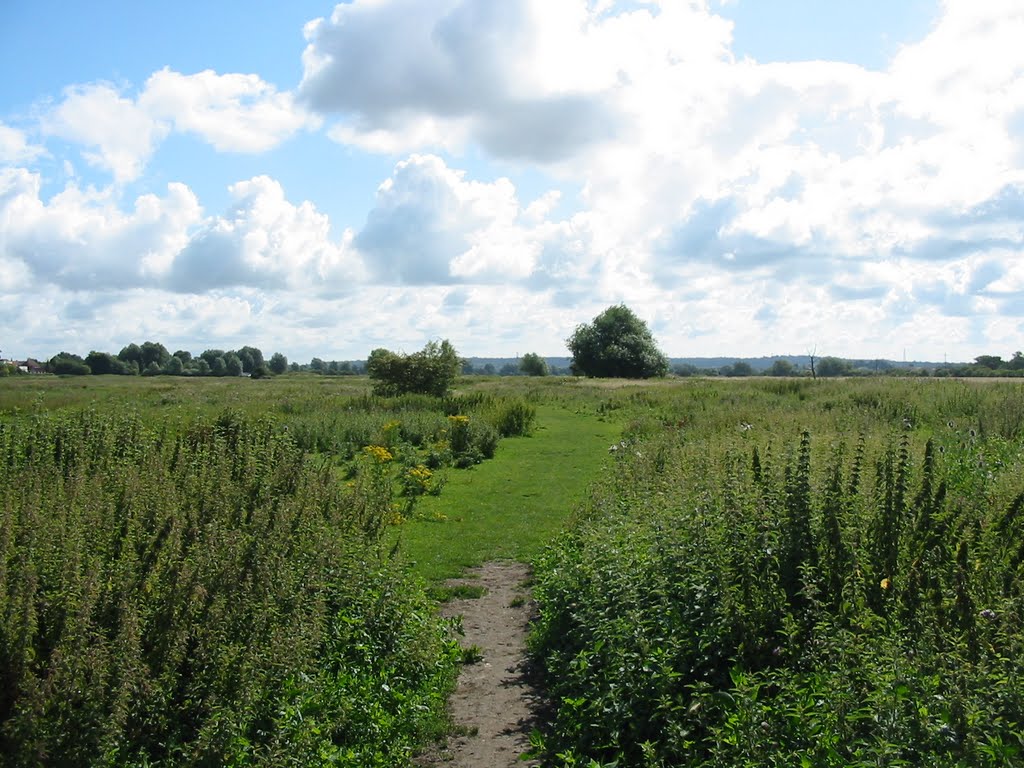 Track through the water meadows