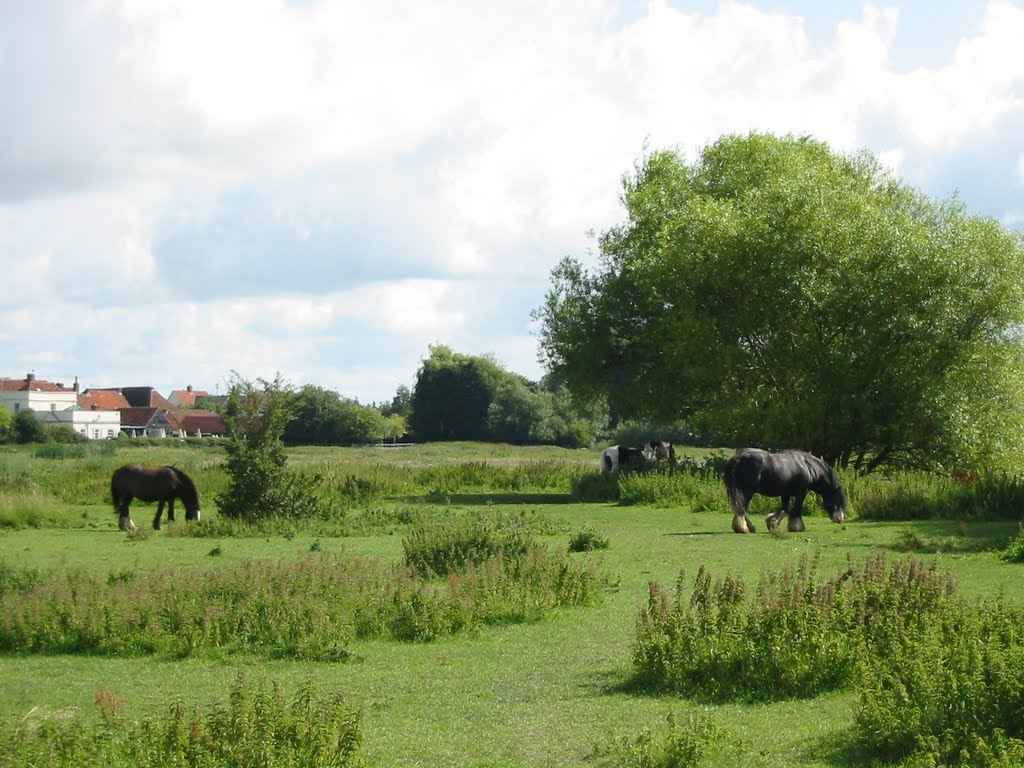 Ponies by the River