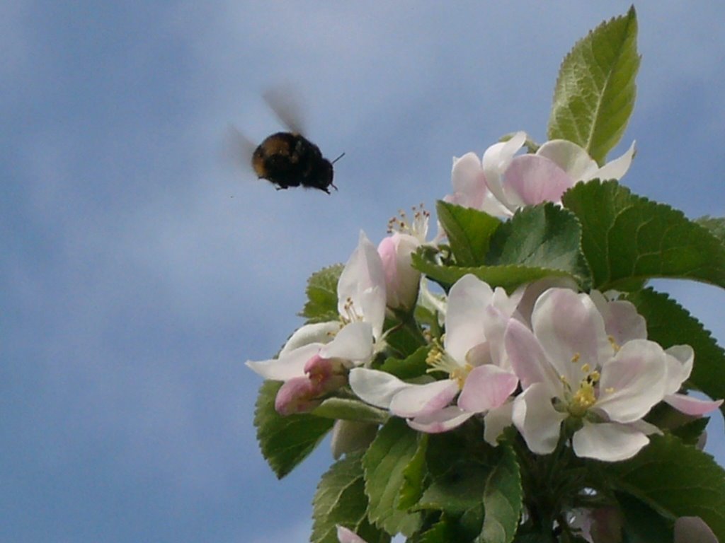 Bee