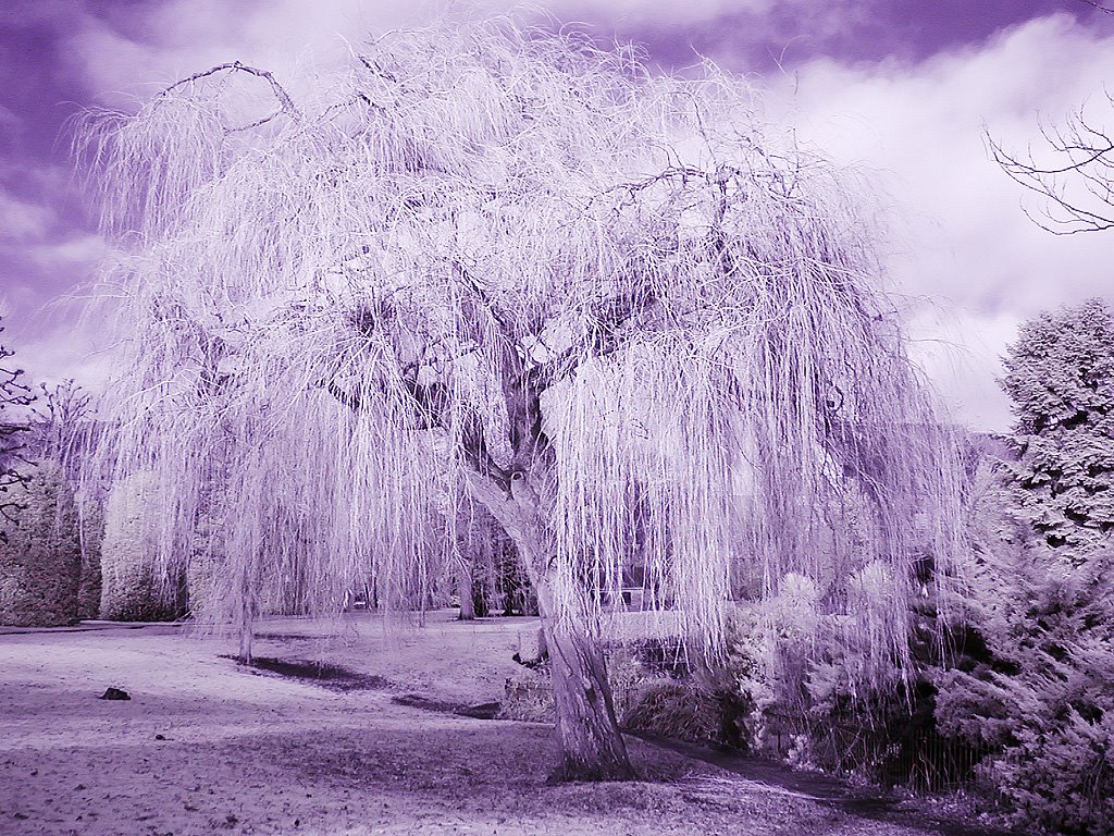 Weeping Willow