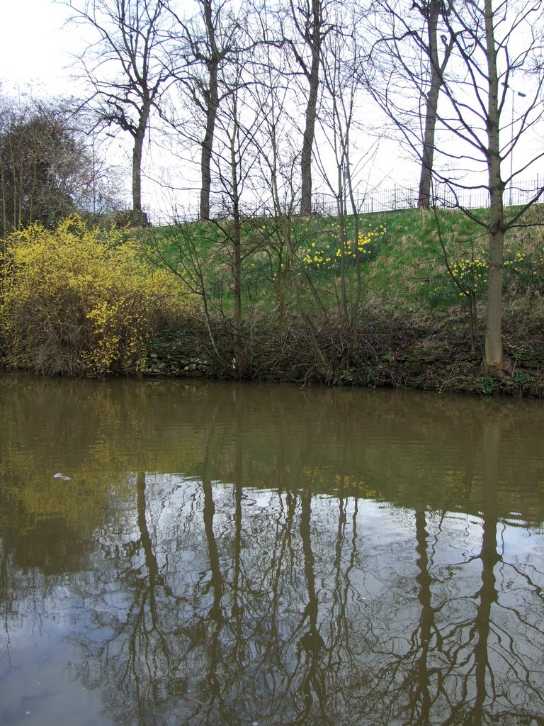 Daffodils and Forscythia reflected in Chester Canal
