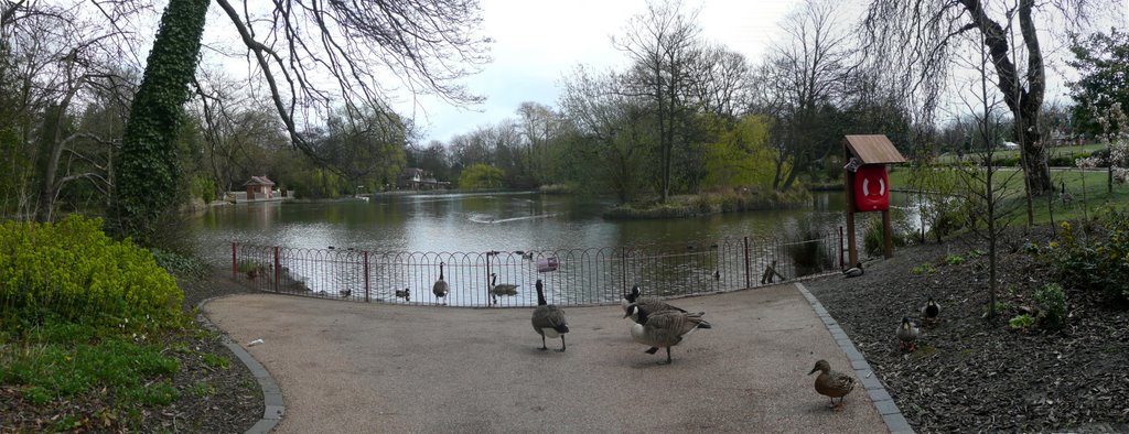 Birds
