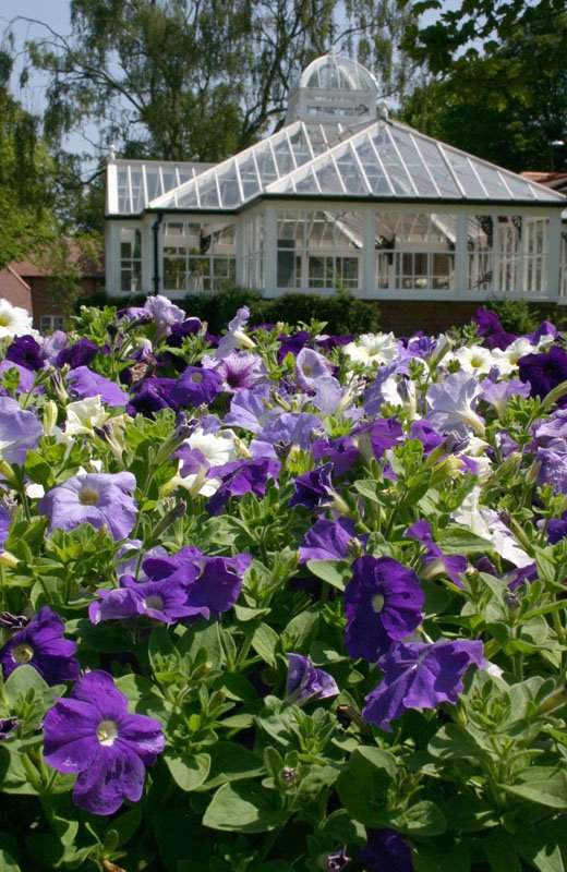 Flowers in Queens Park