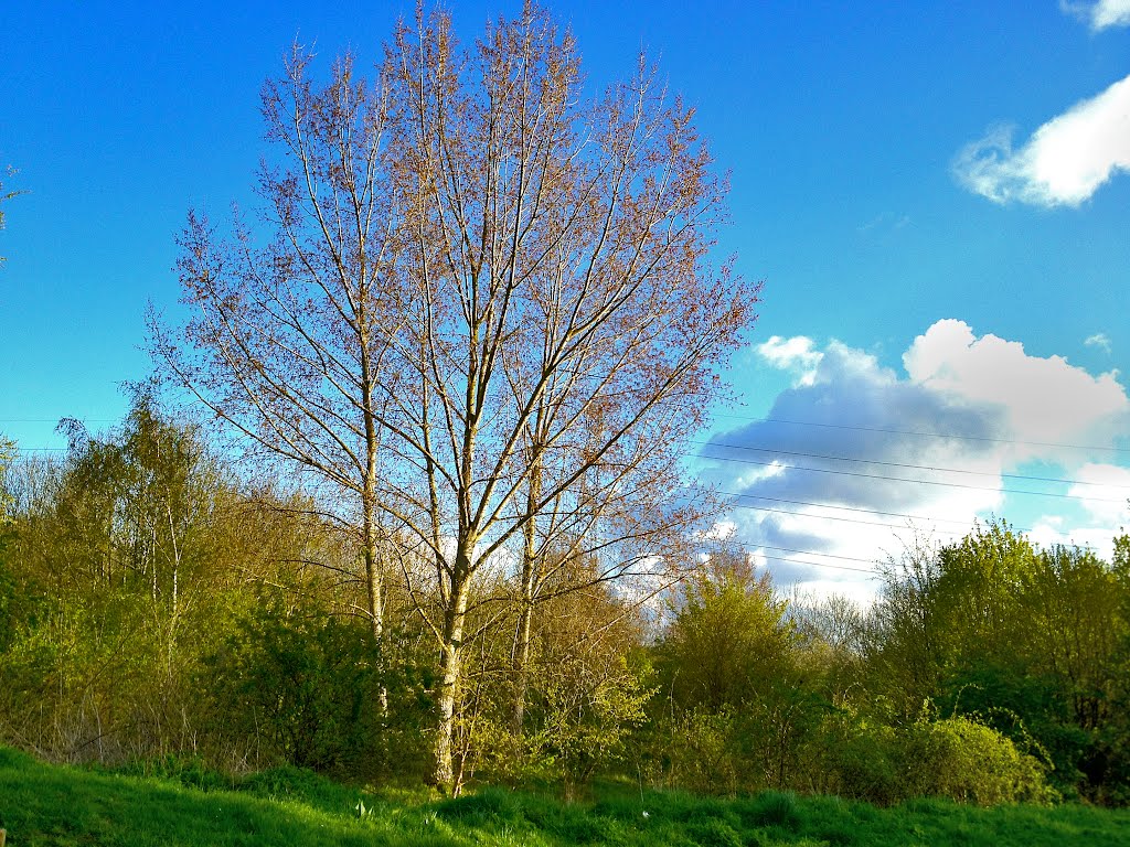 Near Turnford Marsh