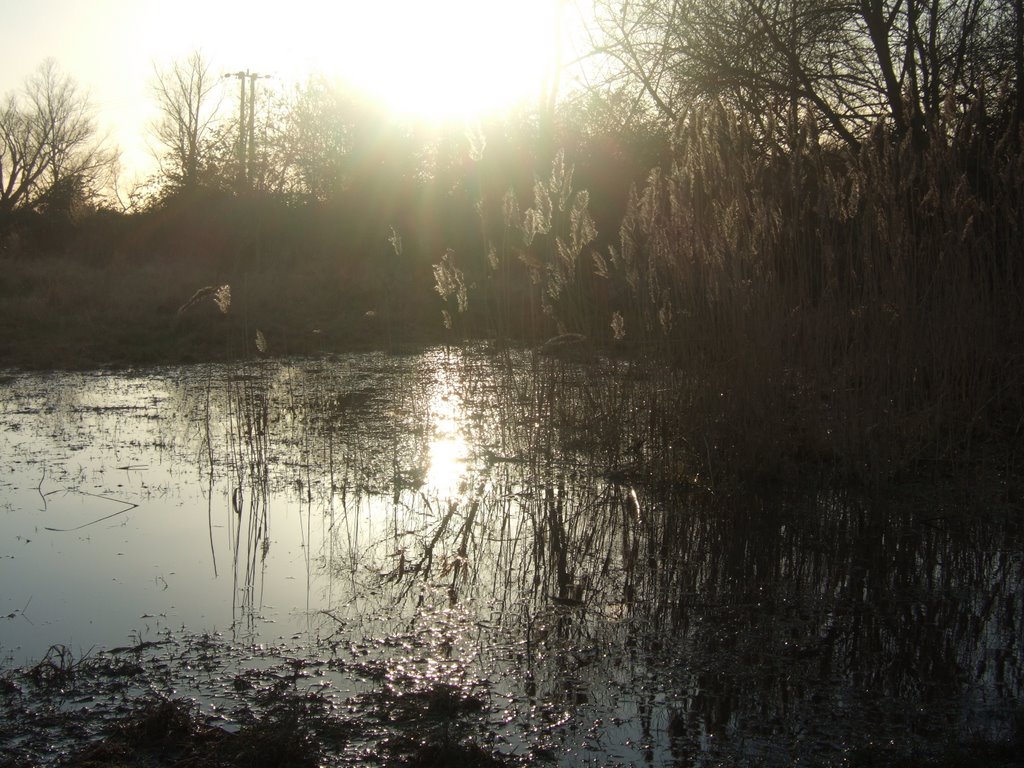 Puddle in the sunshine, Near Lee Navigation, Cheshunt