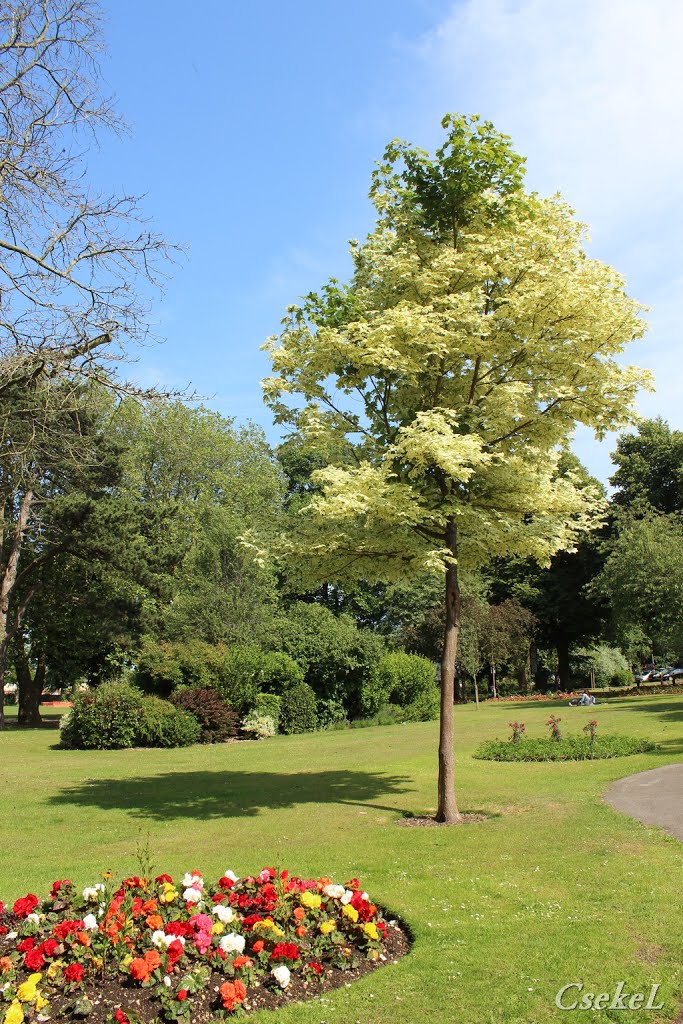 Egy szép fa (A nice Tree)