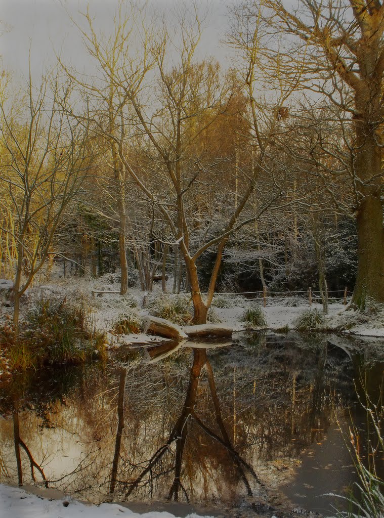 Brandyhole Copse