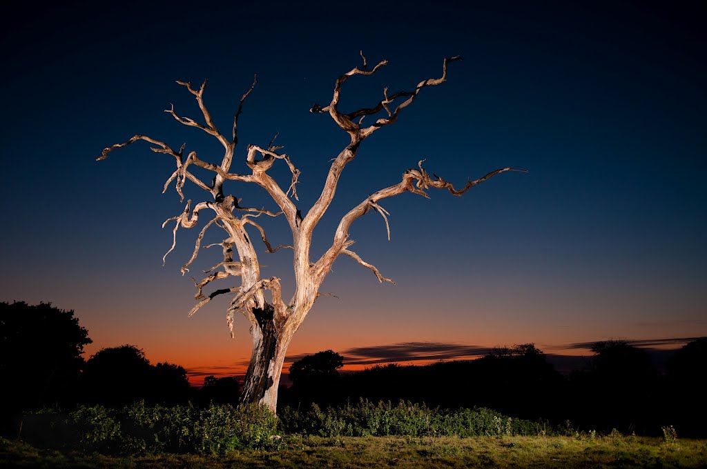 Knarly Tree