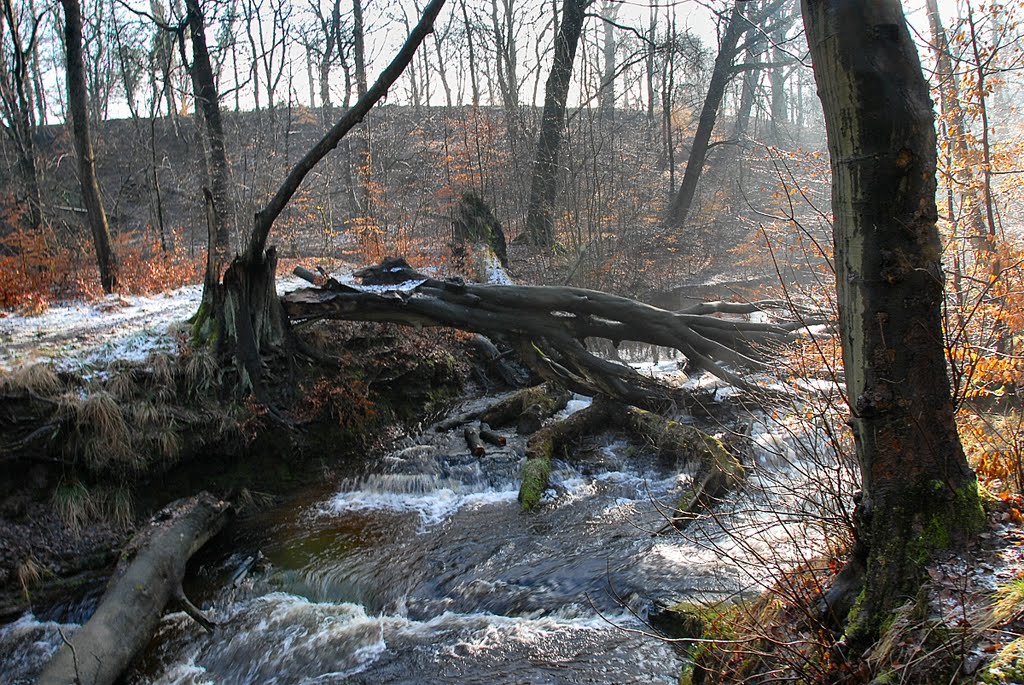 Fallen Tree