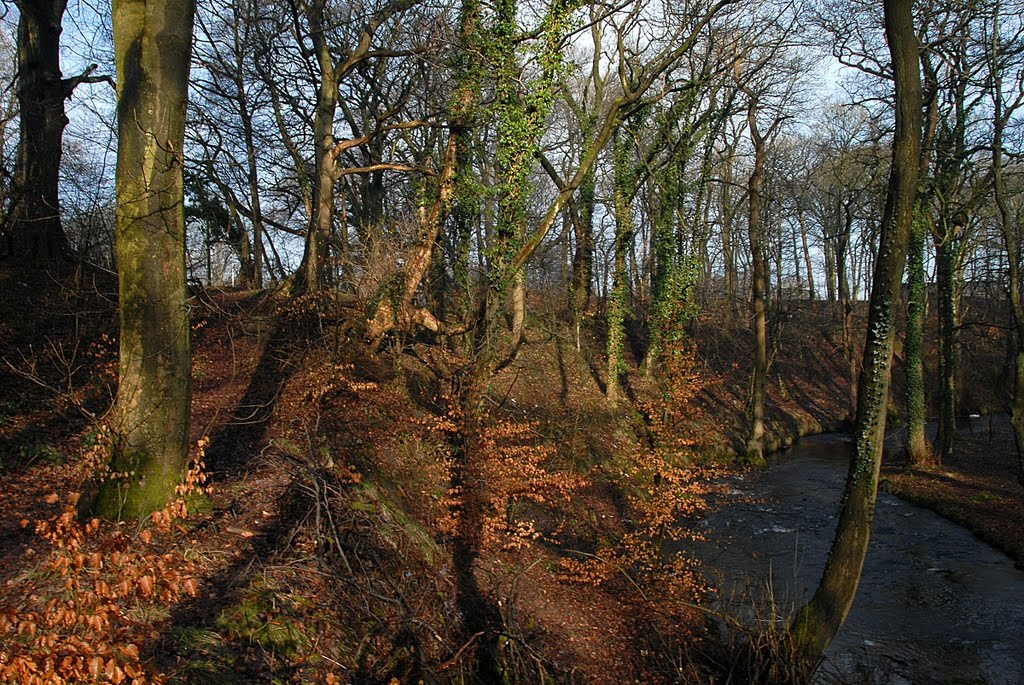 Woods