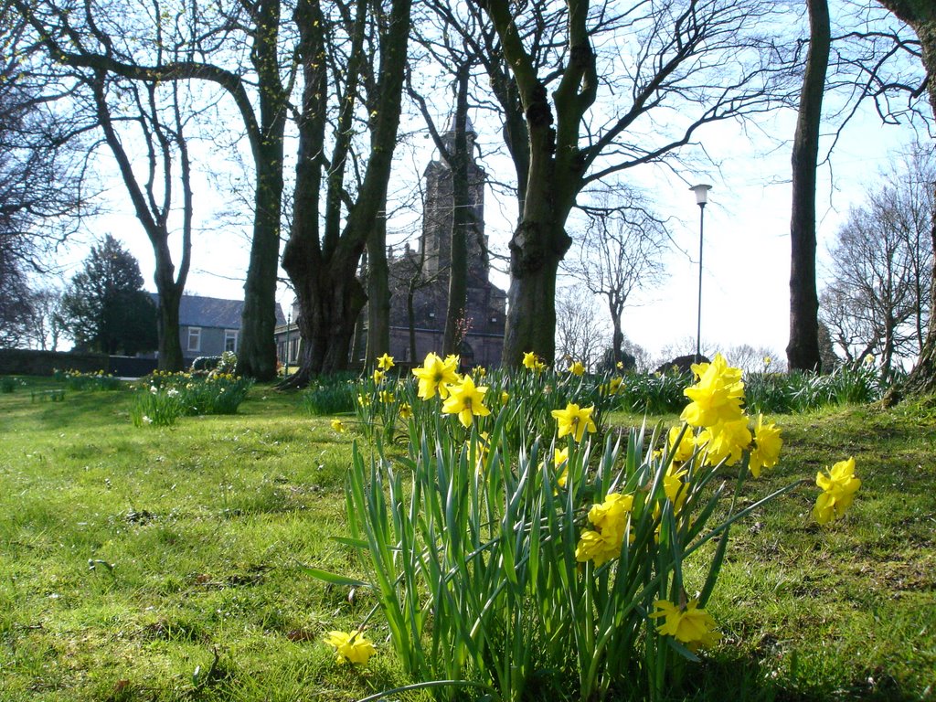 Daffodils at St. Gregorys Church