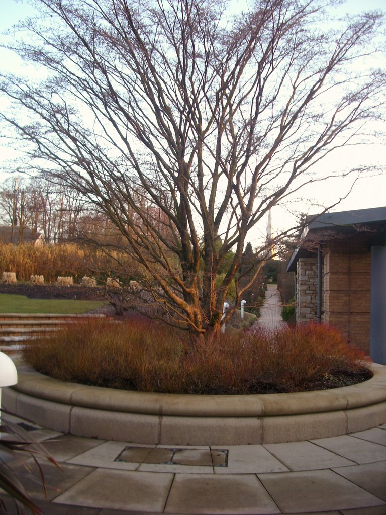 Tree of Life - morning sun breaks over the Preston England Temple Gardens