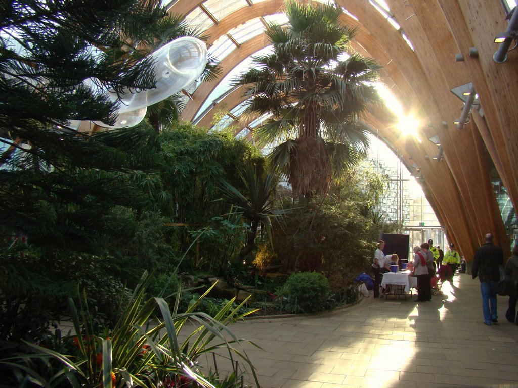 Winter Gardens in winter, Sheffield S1