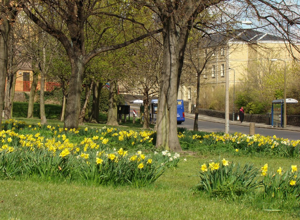 Daffodils on the Ponderosa looking towards Upperthorpe Road, Upperthorpe, Sheffield S3/S6