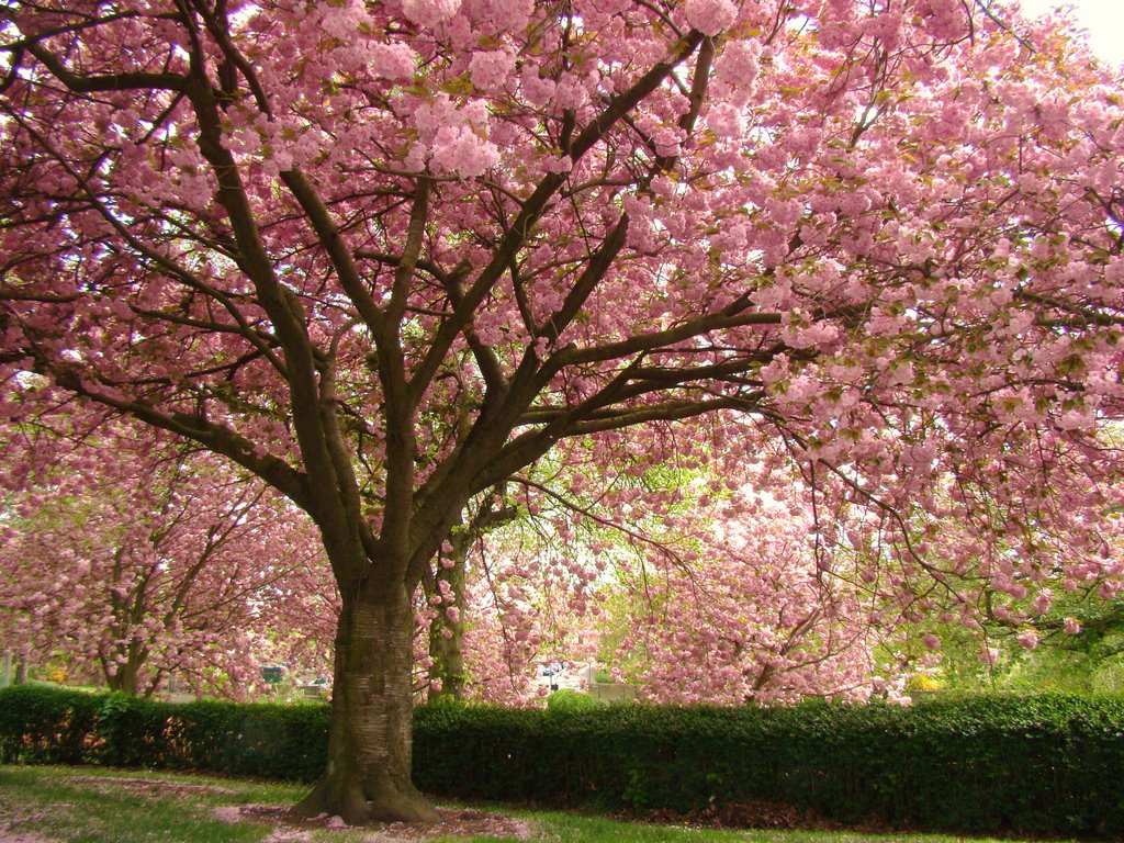 Pink flowering Cherry Blossom trees in Abbeyfield Park, Pitsmoor, Sheffield S4