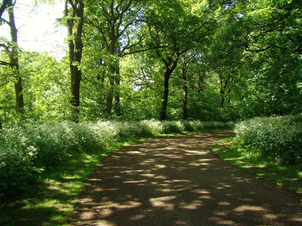 Path in dappled shade, Norfolk Heritage Park, Sheffield S2