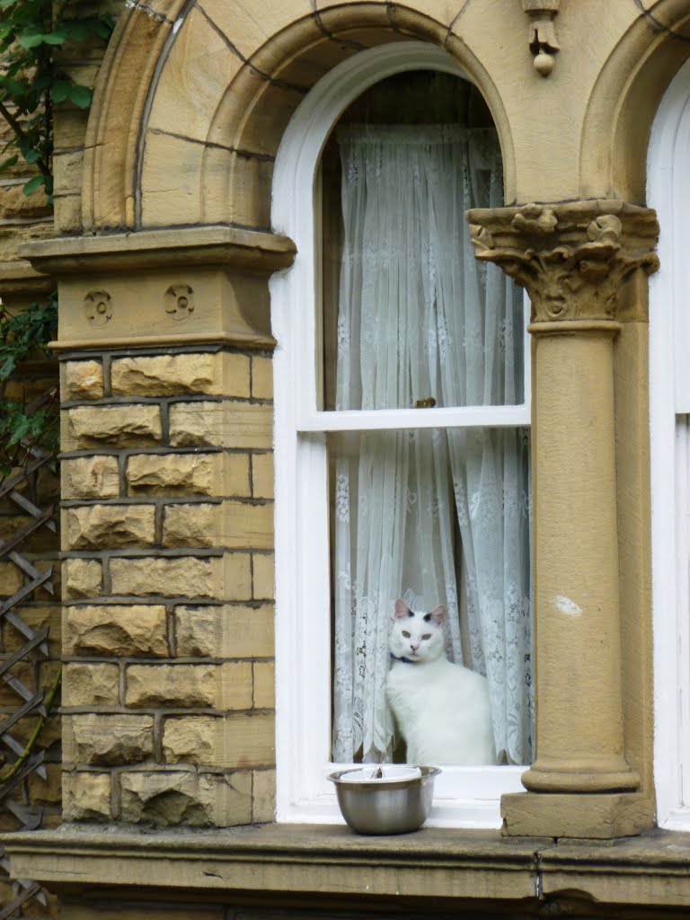 White cat at the window