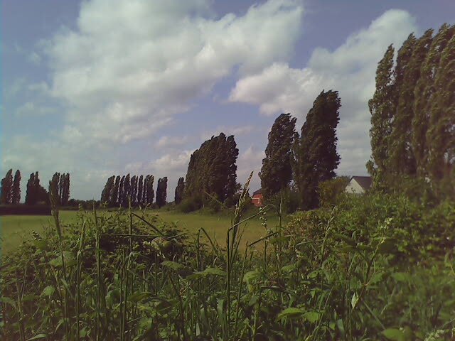 trees linning field