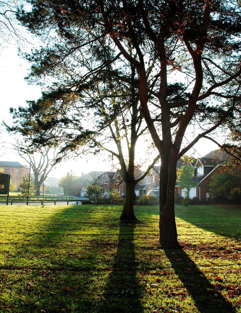 Shadows in evening sun on Clarendon Park