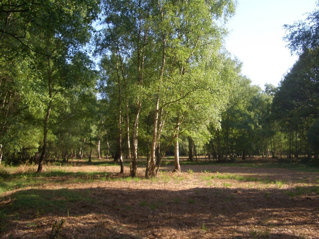 Epsom Common Spring 2011